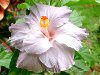 �n�C�r�X�J�X(Hibiscus)