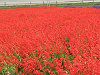 Salvia splendens