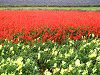 �T���r�A