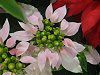 �|�C���Z�`�A(Poinsettia)�����F�i��