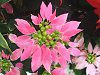 �|�C���Z�`�A(Poinsettia)�Z���F�i��