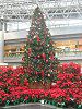 �|�C���Z�`�A(Poinsettia)