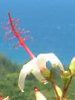 �q�r�X�N�X�E�A�[�m�b�e�B�A�k�X(Hibiscus arnottianus)