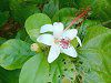 �q�r�X�N�X�E�A�[�m�b�e�B�A�k�X(Hibiscus arnottianus)
