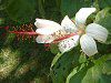 �q�r�X�N�X�E�A�[�m�b�e�B�A�k�X(Hibiscus arnottianus)