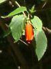 �^�[�N�X�L���b�v(Turk's cap)
