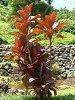 �R���f�B���l�E�e���~�i���X(Cordyline Terminalis)