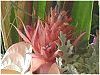 �G�N���A�E�t�@�X�L�A�^�iAechmea fasciata�j