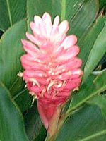 �s���N��W���W���[(Pink ginger)