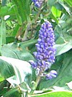 �u���[�W���W���[(Blue Ginger)