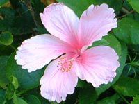 �n�C�r�X�J�X(Hibiscus)