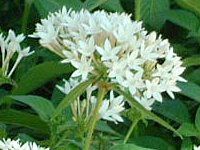 �y���^�X(Pentas)
