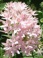 �y���^�X(Pentas)