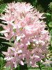 �y���^�X(Pentas)