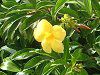 �A���}���_(Allamanda)