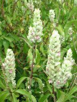 �����Y�C��(lambs-ears)