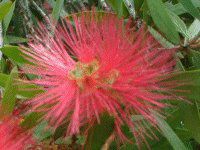 ���b�h�E�p�E�_�[�p�t(Red Powederpuff)