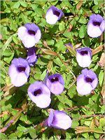 �g���j�A (Torenia)