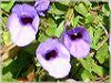 �g���j�A (Torenia)