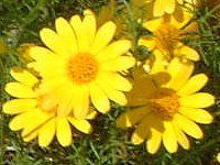 �e�B���t�B��(Thymophylla)