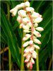 �V�F���W���W���[(Shell Ginger)