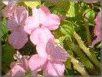 �C���p�`�F���X�iImpatiens�j