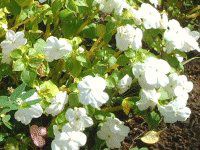 �C���p�`�F���X(impatiens)