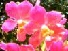���A�����A�I�[�L�b�h(Orchid)