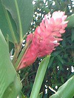 �s���N��W���W���[(Pink ginger)