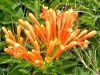 Orange trumpet Vine
