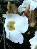 �f�B�v���f�j�A '���[�Y�W���C�A���g'