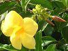 �A���}���_(Allamanda)