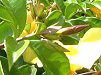 �A���}���_(Allamanda)