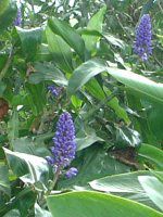 �u���[�W���W���[(Blue Ginger)