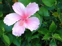 �n�C�r�X�J�X(Hibiscus)