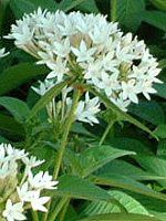 �y���^�X(Pentas)