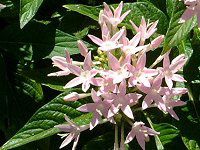 �y���^�X(Pentas)