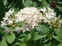 �y���^�X(Pentas)