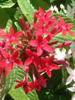 �y���^�X(Pentas)