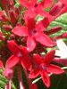 �y���^�X(Pentas)