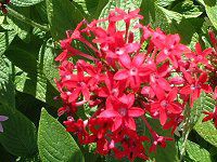 �y���^�X(Pentas) 