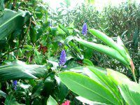 �u���[�W���W���[(Blue Ginger)
