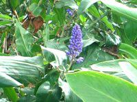 �u���[�W���W���[(Blue Ginger)