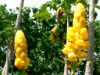 �L�����h���E�u�b�V��