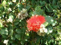 �I�q�A�E���t�A('Ohi'a Lehua)