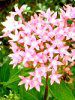 �y���^�X(Pentas)