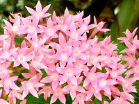 �y���^�X(Pentas)
