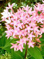 �y���^�X(Pentas)