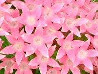 �y���^�X(Pentas)