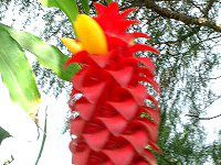 �C���h�l�V�A�� ���b�N�X �W���W���[